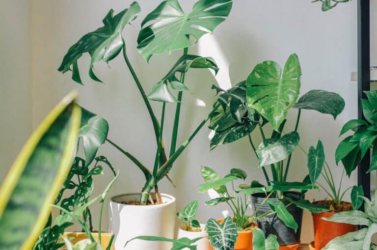 best indoor plants