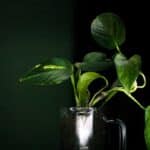 money plant benefits
