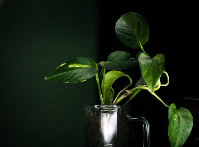 money plant benefits