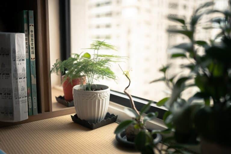 best office desk plants no sunlight