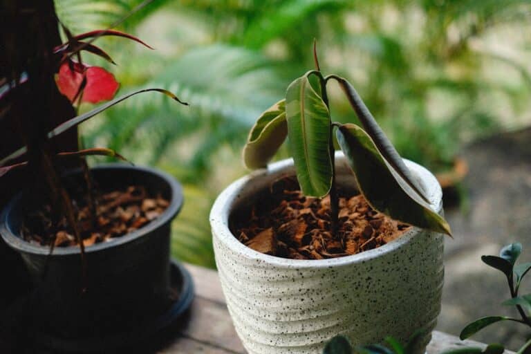 houseplants for sinus relief