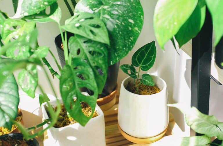 best plants for allergies and asthma
