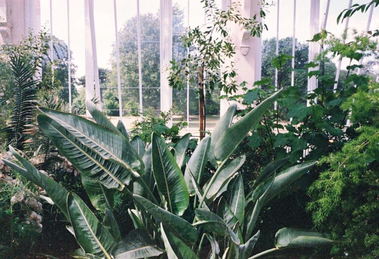 air purifier plants name