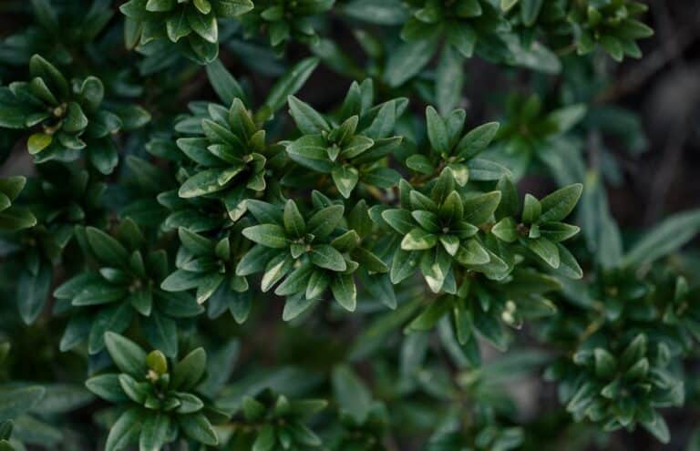 ZZ plant low maintenance air