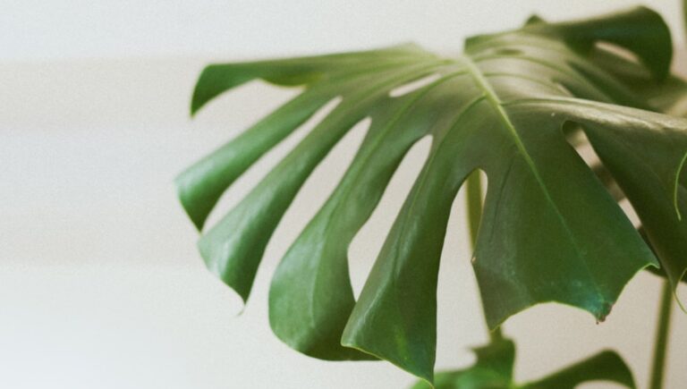 tropical air purifying houseplants top