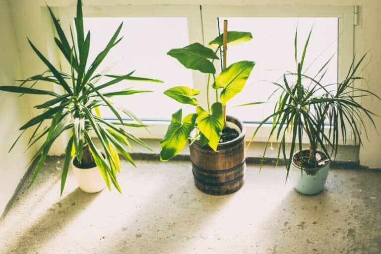 bright light air cleaning plants