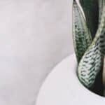 common low light houseplants