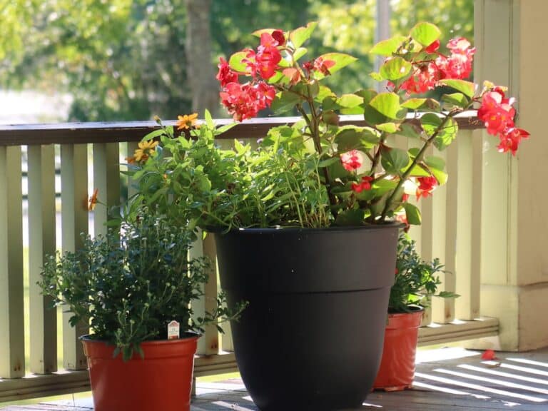 air purifier outdoor plants