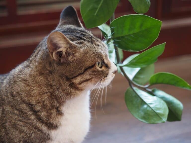 bonsai plant safe for cats