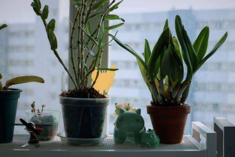 care for orchids inside