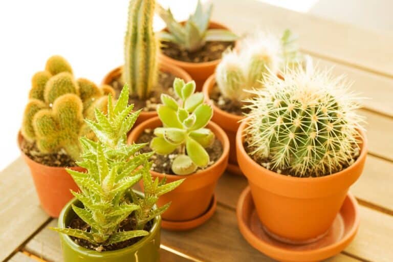 drought tolerant air cleaning houseplants