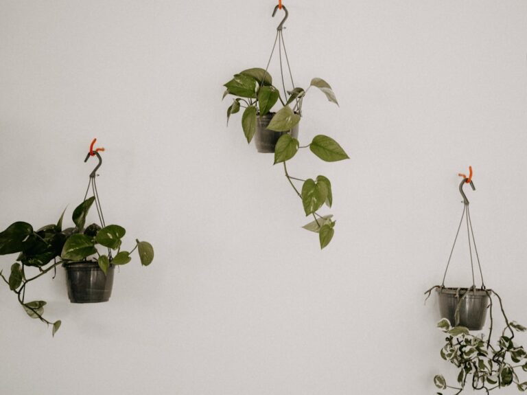 hanging plants improve air flow