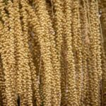 golden cascade plant