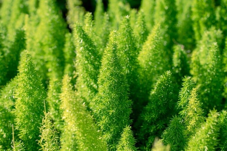 asparagus fern air purifier