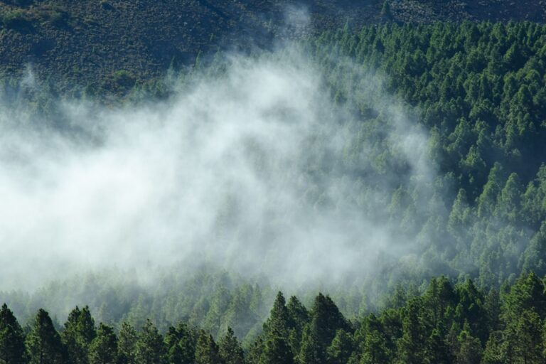 natural purifiers of the air