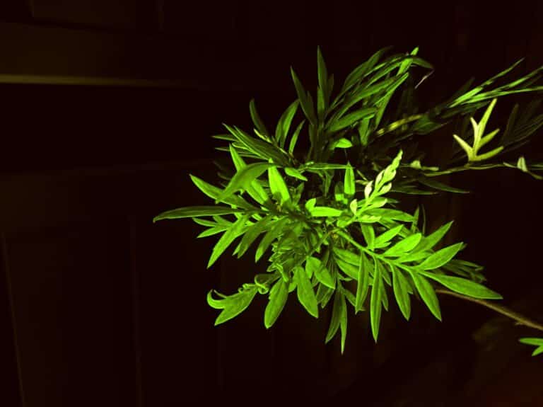 best plants that need no light