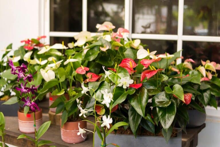 anthurium air purifier