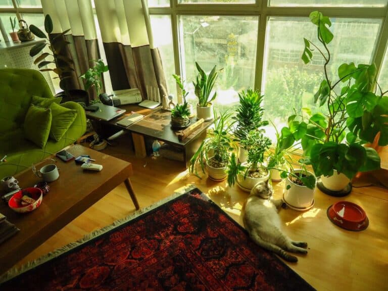 best indoor plants for pets