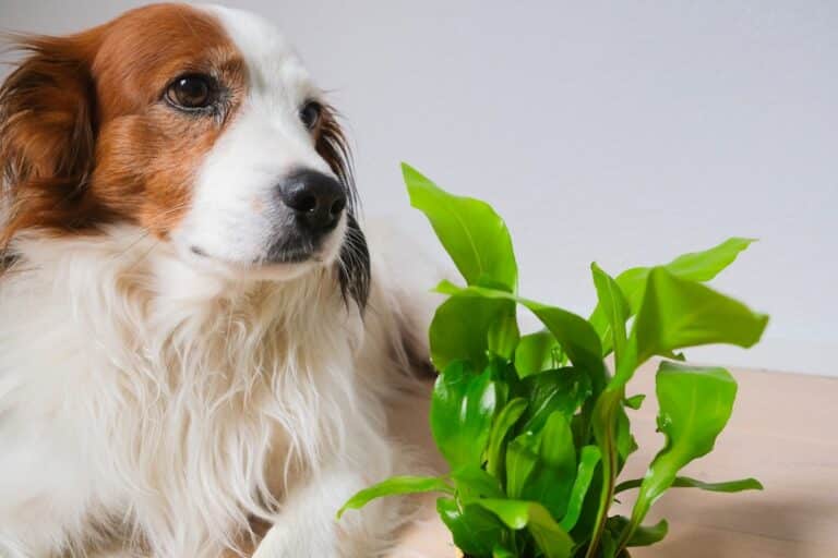 dog and cat safe indoor plants