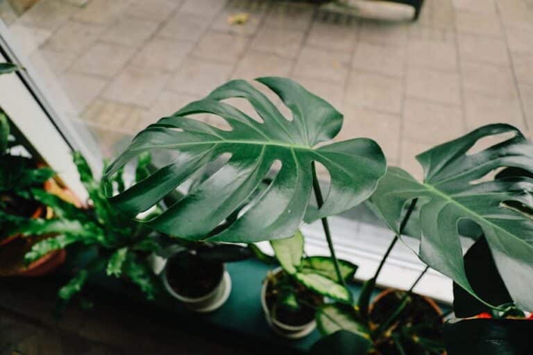 wholesale indoor plants seattle