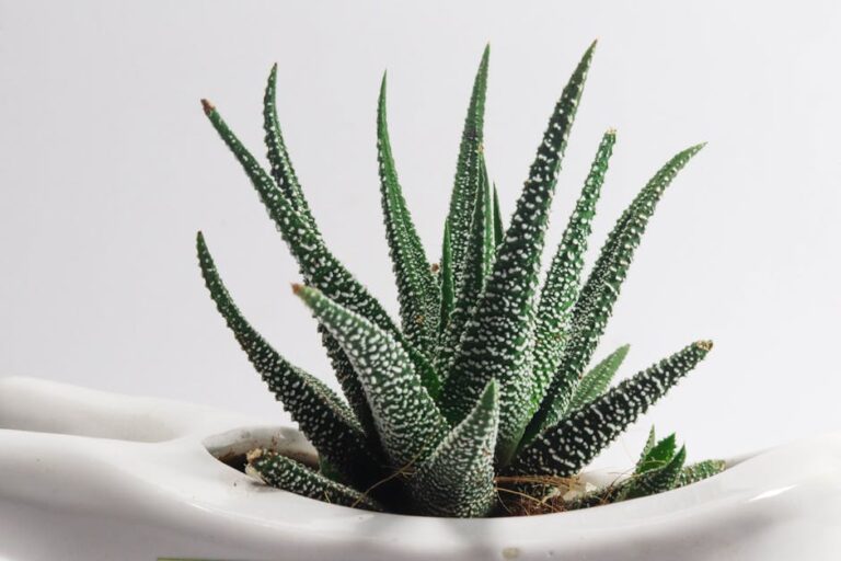 healthiest small indoor plants