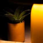 best small houseplants for low light