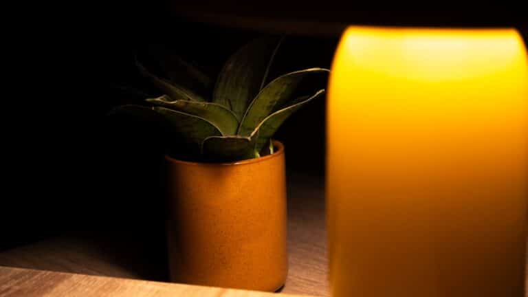 best small houseplants for low light