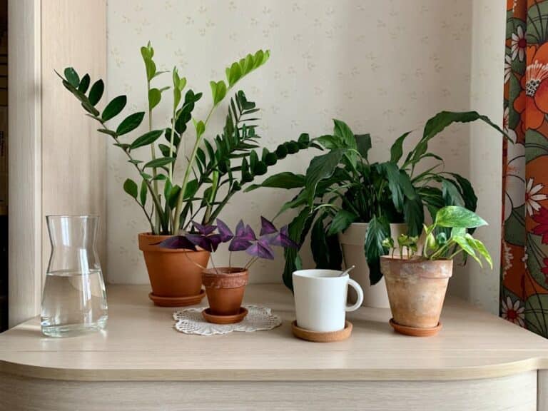 indoor air purifier plants