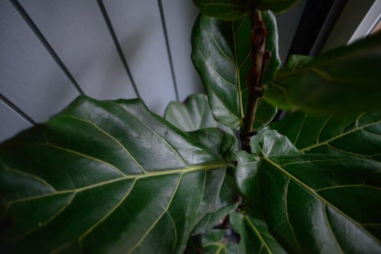 fiddle leaf fig care
