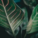 colorful low light houseplants