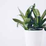 best plants for basement low light