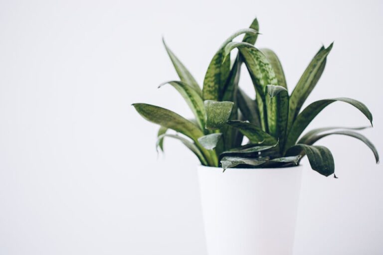 best plants for basement low light