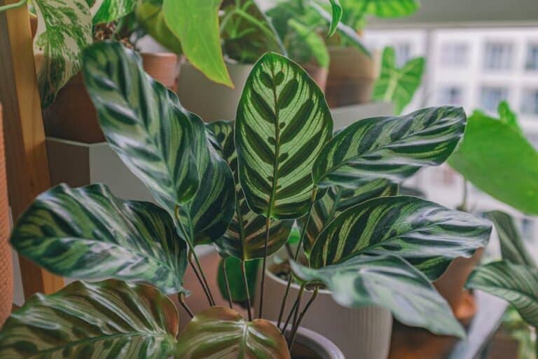 best shade loving houseplants