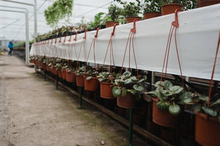 baby safe houseplants list