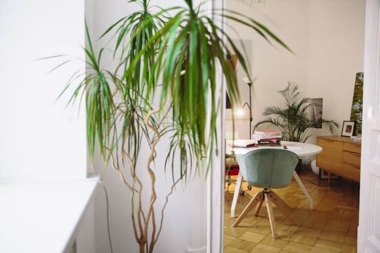 9 houseplants that remove toxins from your indoor air