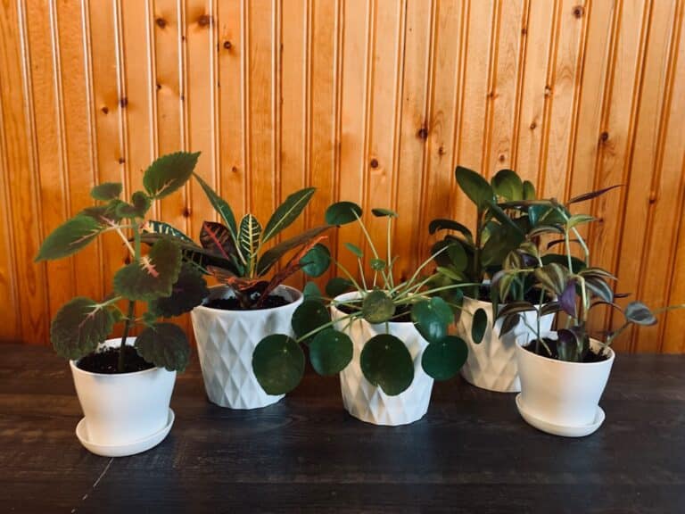 low maintenance houseplants for beginners