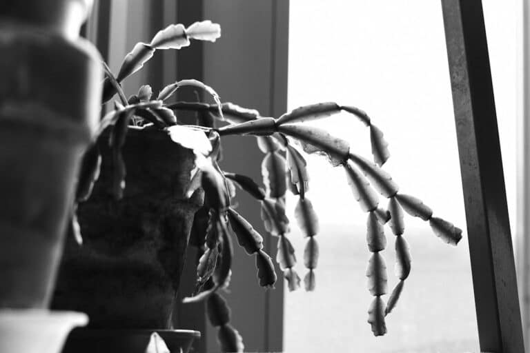christmas cactus care indoors