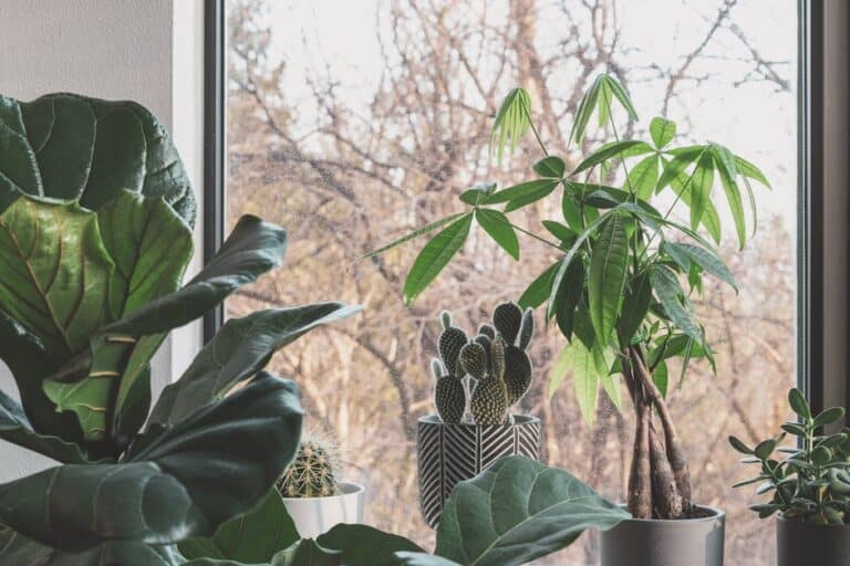 benefits of indoor plant