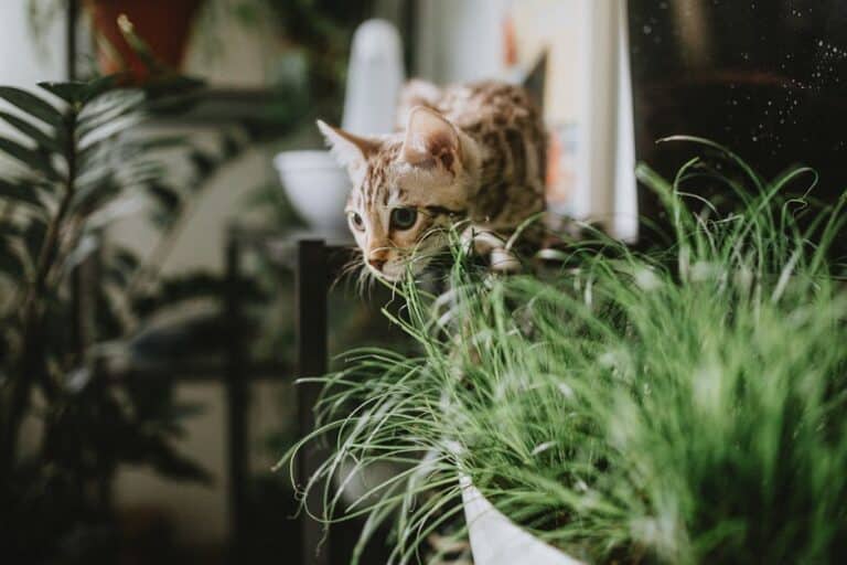 air cleaning plants safe for cats