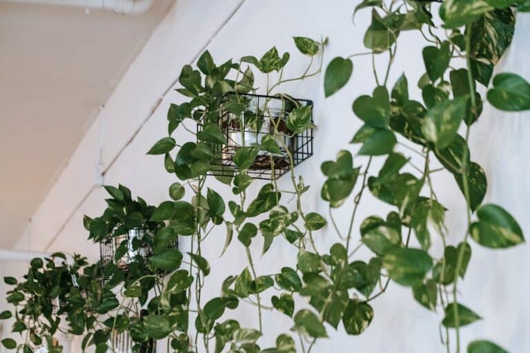 apartment therapy hanging plants
