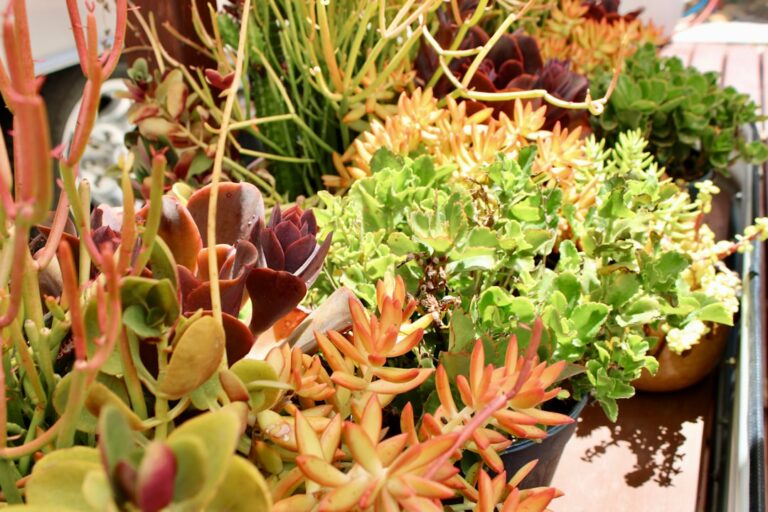 best plants for small outdoor patio