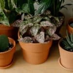 plants for beginners indoor