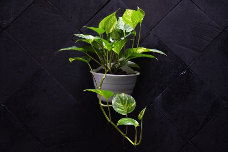 best plants for minimal light