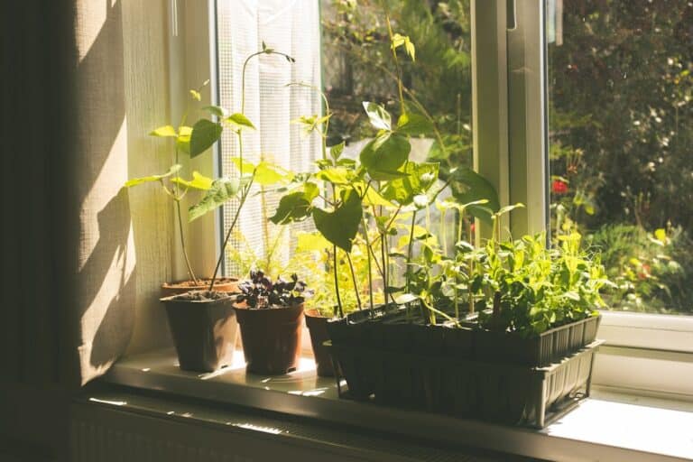 healthiest indoor plants list