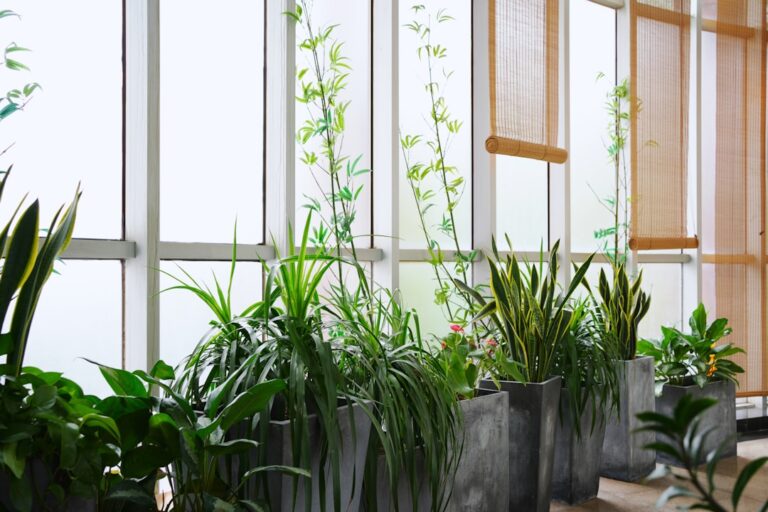 air purifying plants