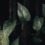 best trailing houseplants for low light